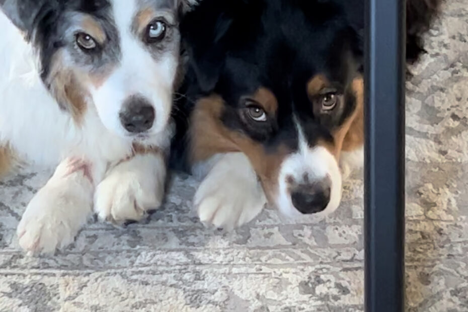 Sophie and Tucker